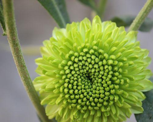 花语告别（寓意深远的花语）