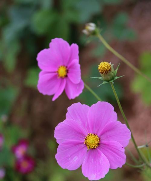 花语传情，我爱你（探究不同花卉所代表的爱意）