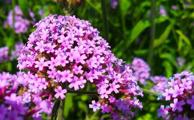 原谅之花——探寻代表宽恕的鲜花（解析花语）