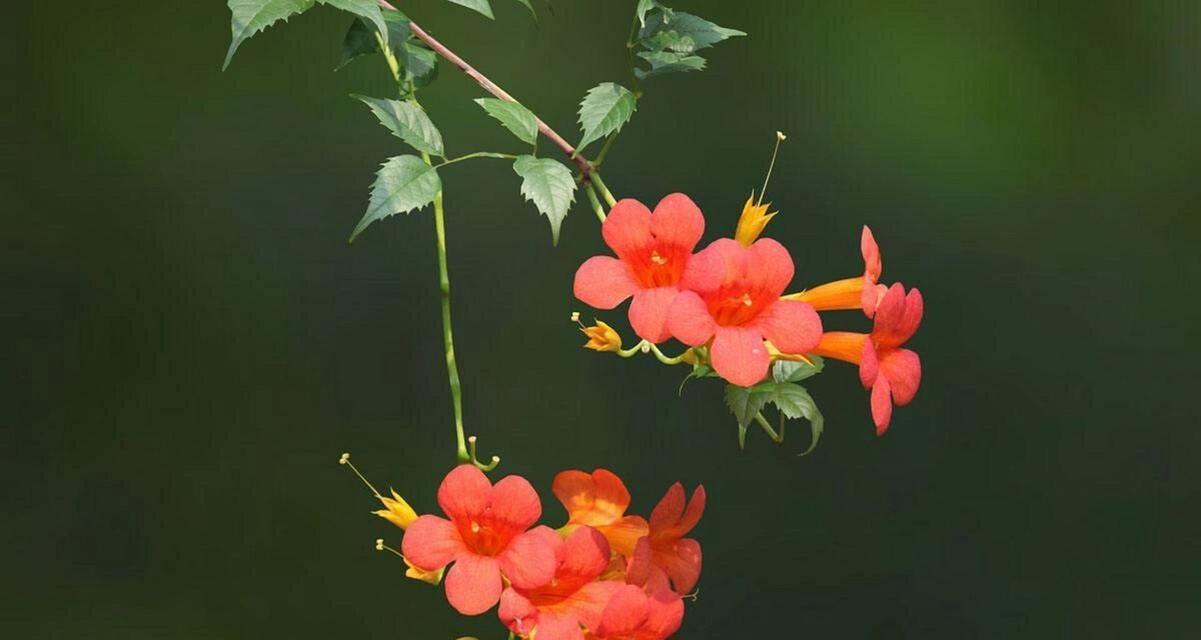 尊重，从花卉中学习（一朵花的涵义）