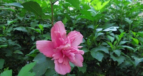 单恋花语-深情无从诉说（探寻代表单恋的花朵与花语）