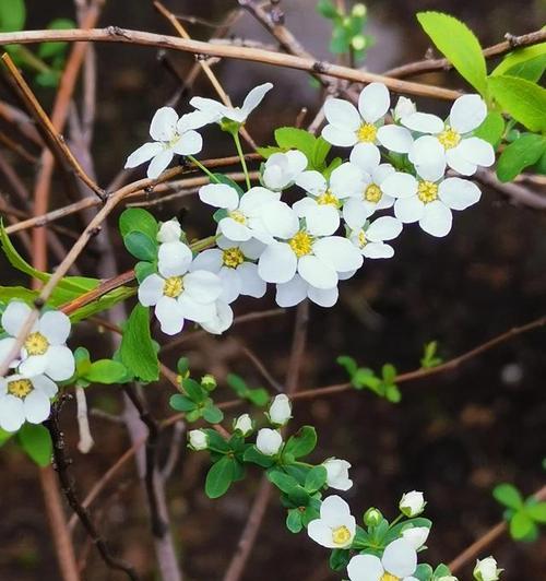 探秘独立花的花语（从花香到花姿）