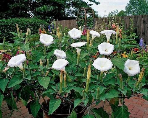 别离的花语——白色兰花（白色兰花的花语）