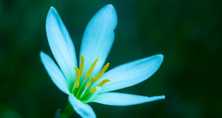 孤独之花——梅花的花语（寂寞却不孤单）