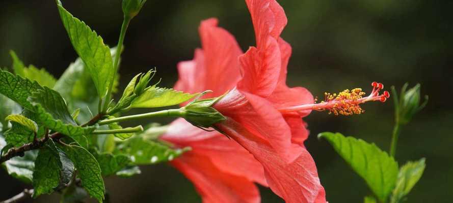 探险之花——勇往直前（一朵寓意冒险精神的神秘花）