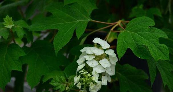 守护之花——百合花的花语（传递守护的力量）