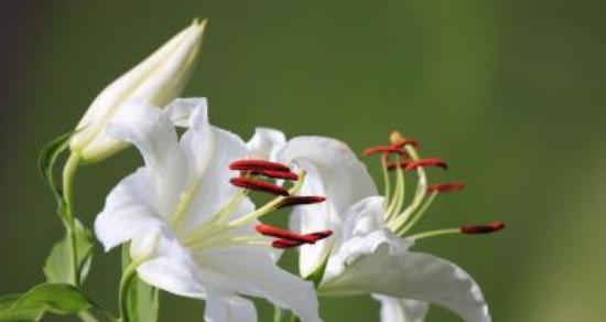 守护之花——百合花的花语（传递守护的力量）