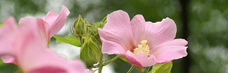 花语守护一生——百合花（百合花的花语及其象征意义）