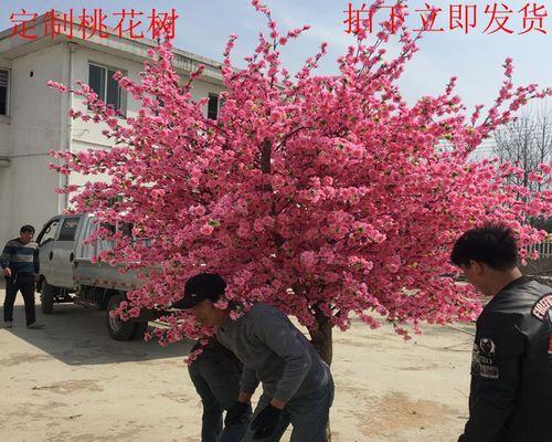 院子里种桃树的好处（让你的院子更美丽）