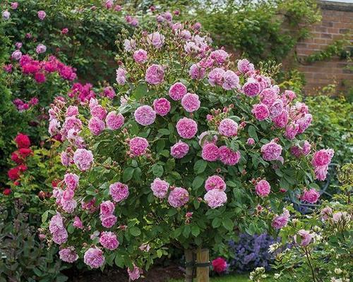 院子里适宜种植的鲜花品种（让院子生机盎然的好帮手）