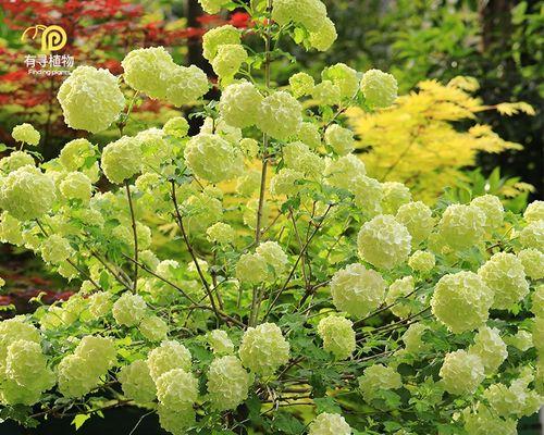 如何选种适合院子的花卉（打造花园）