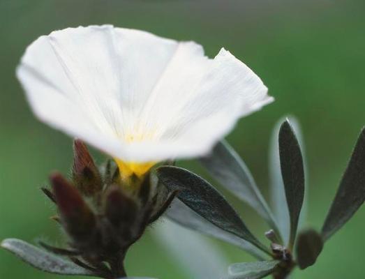 月光花的开花时间（寻找开放的时间节点）