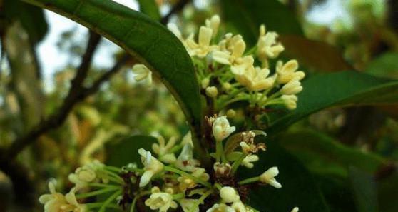 月桂开花季节及其生长特点（了解月桂花的开放时间和生长条件）