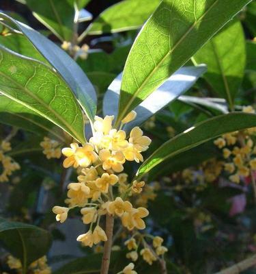 室内月桂树的养护之道（优雅室内绿植选择）