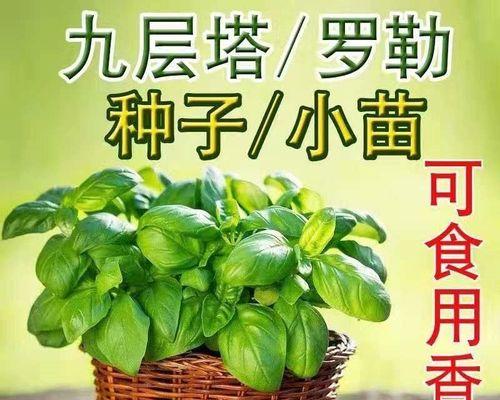 2月适合种什么菜（春节过后的宜种蔬菜种类大全）