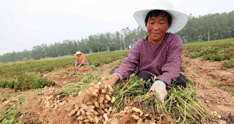 308花生生长期全解析（生长周期）