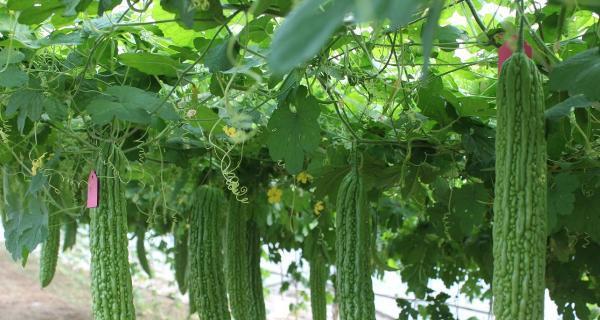 4月份适合种植的菜品推荐（春季种菜）