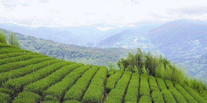 探秘阿里山茶——一种珍贵的台湾高山茶（品味阿里山茶的独特韵味）