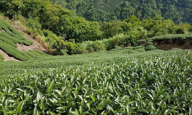 探秘阿里山茶——一种珍贵的台湾高山茶（品味阿里山茶的独特韵味）