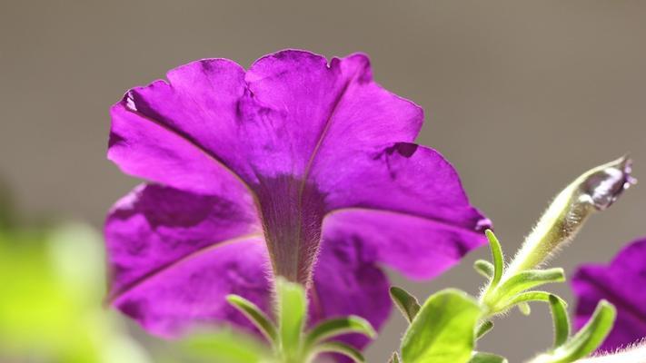 矮牵牛花的芳香是否有毒（了解矮牵牛花的气味成分及安全性）