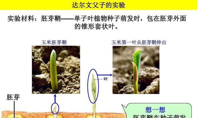 如何成功播种矮牵牛花种子（掌握正确的播种方法）