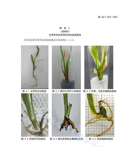 矮牵牛缓苗技巧剖析（如何掌握矮牵牛缓苗方法）