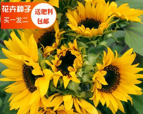 打造矮向日葵小天地（时间、方法、种植技巧）