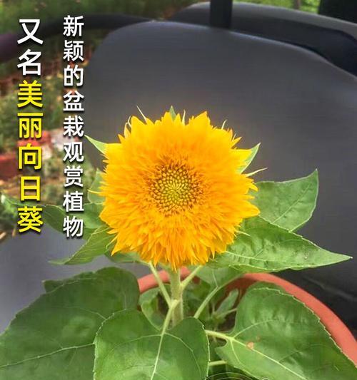 如何种植矮向日葵（从选种到收获）