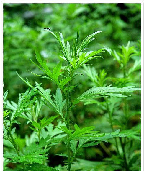 艾草的开花及花朵特征（探究艾草花期）