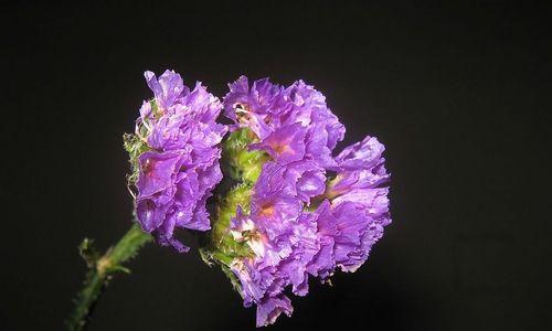 花语中的别忘记我（以什么花的花语代表着别忘记我）