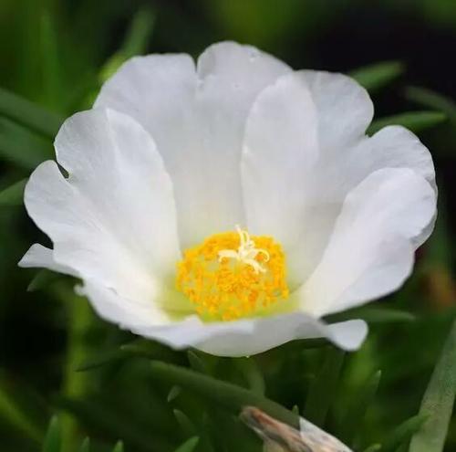 寂静之花（探寻以白雪花为主题的花语）