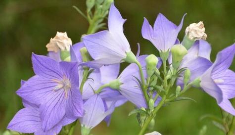 以百合花的花语为主题的文章（担当的力量与美丽——百合花的花语探析）