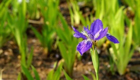 以百合花的花语为主题的文章（担当的力量与美丽——百合花的花语探析）