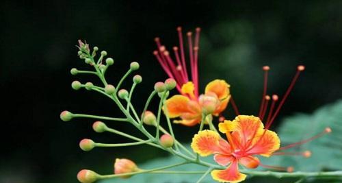 等你的花语——向日葵的情愿（以花语表白）