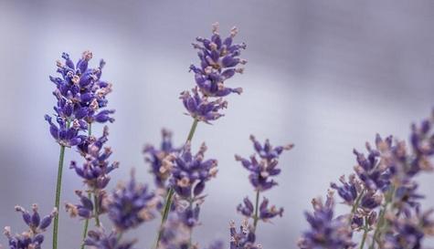 告别痛苦，拥抱快乐——以骨牌花为主题的分手快乐花语文章（骨牌花传递的分手快乐）