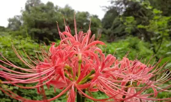 高冷系花语——揭秘令人神往的高冷之花（冷艳绝伦）