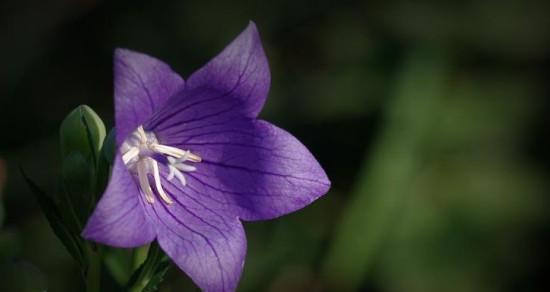 孤傲之花（从孤傲中绽放出的独特芬芳）