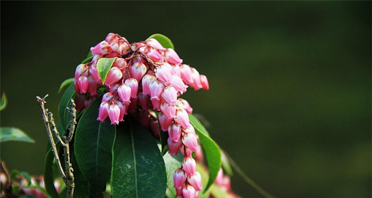 坚韧之花（以菊花的花语为例）