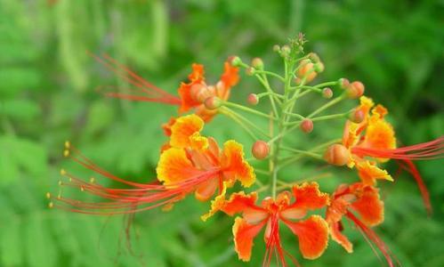 金榜题名，花语传承万年（以菊花花语为主题）