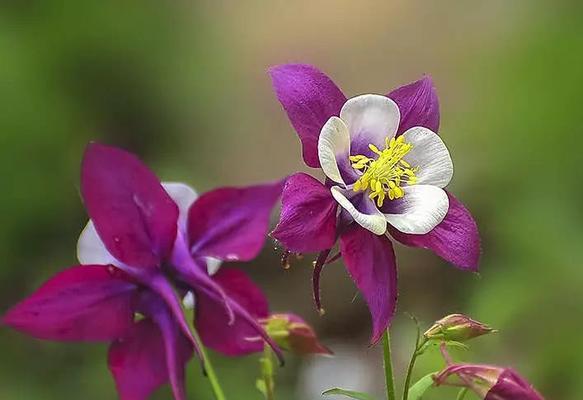 金榜题名，花语传承万年（以菊花花语为主题）