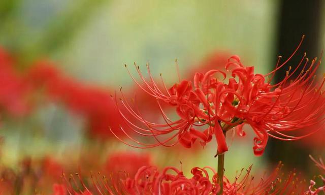 轮回之花（以什么花的花语是轮回的代表）