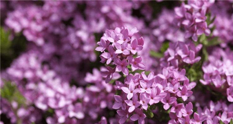 梦幻之花——向往梦境的花语（一朵花的美丽与梦想）