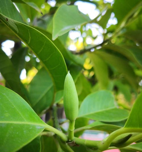 默默守护的爱——白玫瑰花语（情深意重）