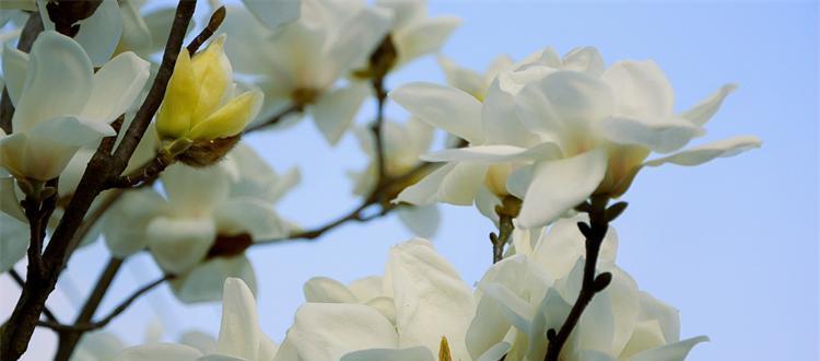 平凡之花——寻找生活的真谛（以百合花的花语为主题的一场心灵之旅）