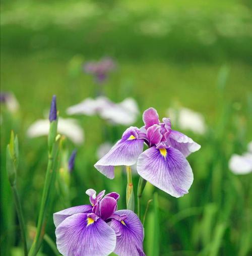 以百合花的花语为主题的文章（花开如意）