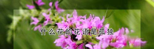 温暖花语（康乃馨花语）