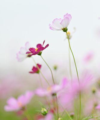 温柔善良之花的花语（揭开花海中的温柔善良密码）