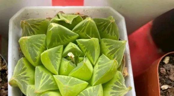 多肉植物的生长与养护（从养护入手）