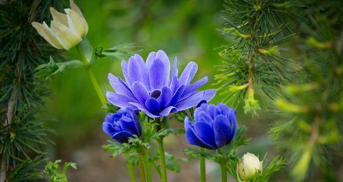 银莲花的花语及其象征意义（美丽而纯洁的银莲花）