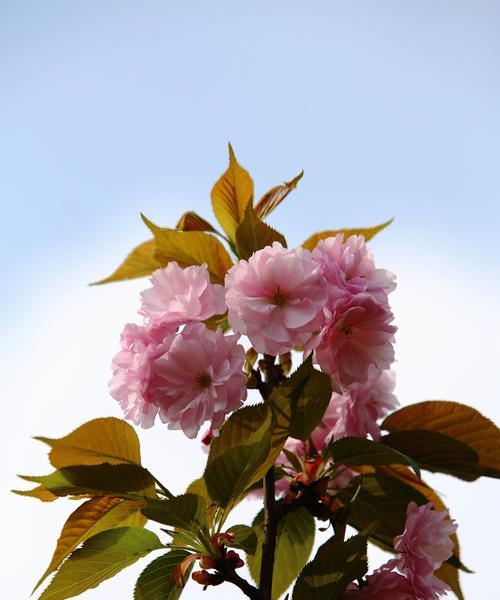 樱花诗的花语——盛放的美丽（赏樱花之美）